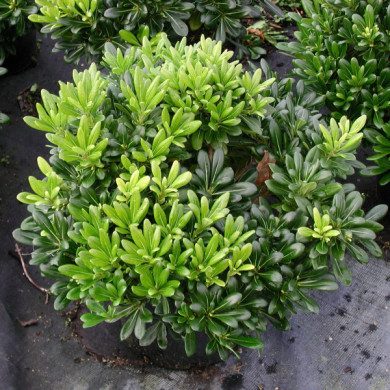 Pittosporum tobira 'Nanum'