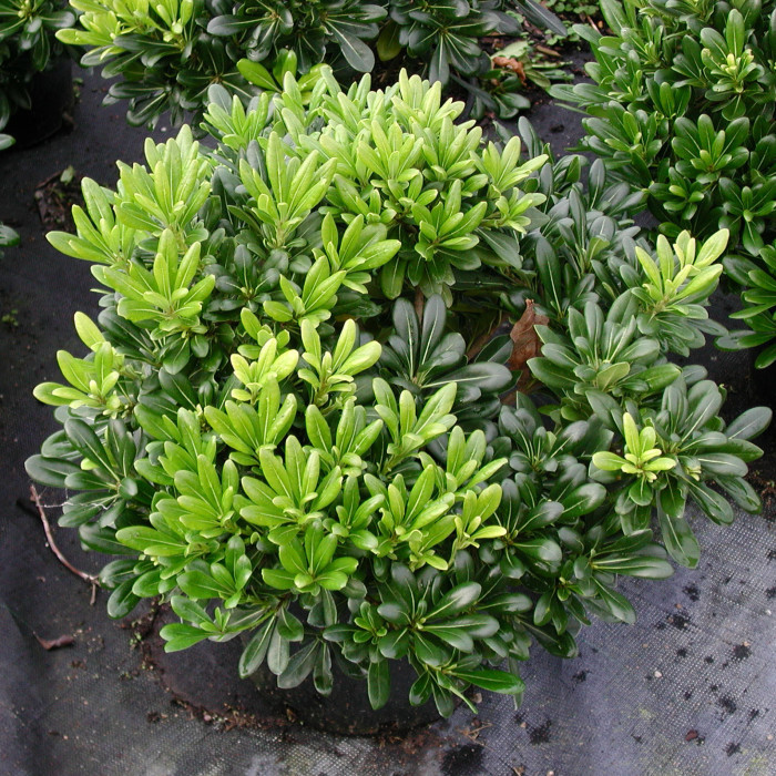 Pittosporum tobira 'Nanum'