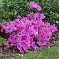 Azalea japonica 'Blue Danube'
