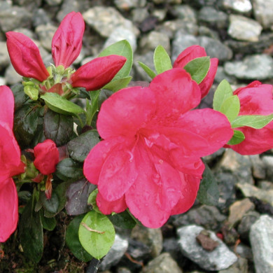 Azalea japonica 'Fête des Mères'