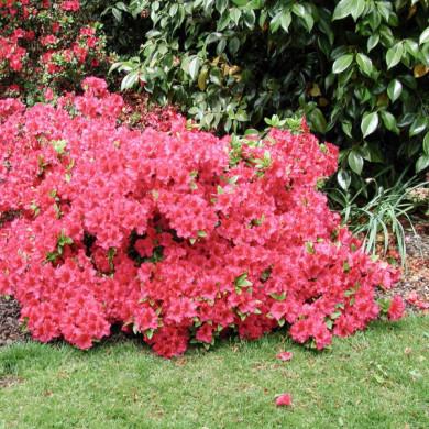 Azalea japonica 'Hino Crimson'