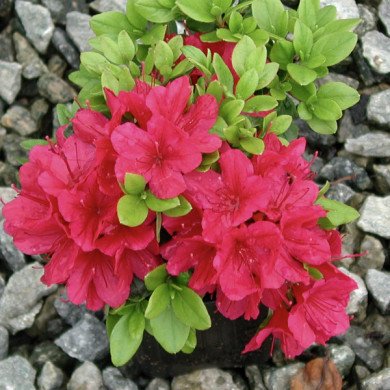Azalea japonica 'Hino Crimson'