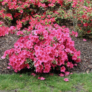 Azalea japonica 'Johanna'