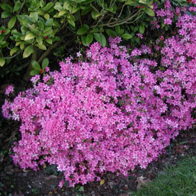 Azalea japonica 'Kirin'