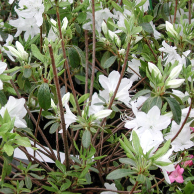 Azalea japonica 'Palestrina'