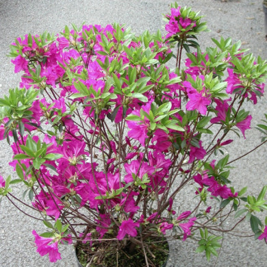 Azalea japonica 'Purple Splendor'