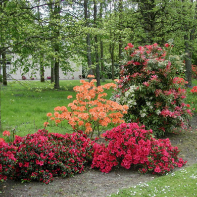 Azalea japonica 'Santa Maria'