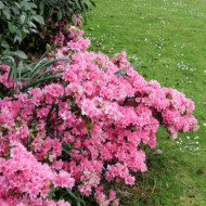 Azalea japonica 'Vuyk's Rosyred'