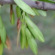 Fraxinus excelsior