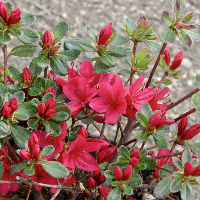Azalea japonica 'Vuyk's Scarlet'
