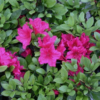 Azalea japonica 'Vuyk's Scarlet'