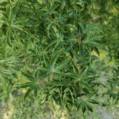 Acer palmatum 'Shishigashira'