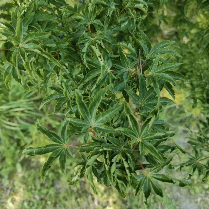 Acer palmatum 'Shishigashira'