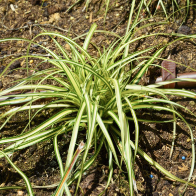 Carex oshimensis 'Evergold'