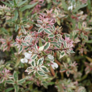 Abelia x grandiflora Confetti 'Conti'