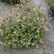 Abelia x grandiflora Confetti 'Conti'