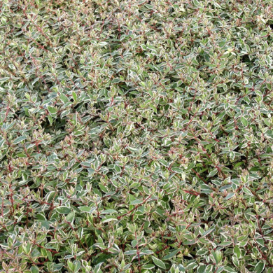 Abelia x grandiflora Confetti 'Conti'