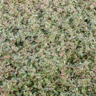 Abelia x grandiflora Confetti 'Conti'