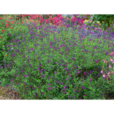 Salvia x jamensis 'Barsal' VIOLETTE DE LOIRE®