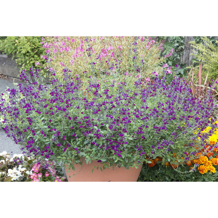 Salvia x jamensis 'Barsal' VIOLETTE DE LOIRE®
