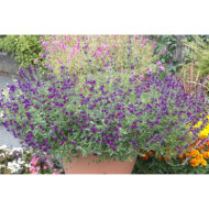 Salvia x jamensis 'Barsal' VIOLETTE DE LOIRE®