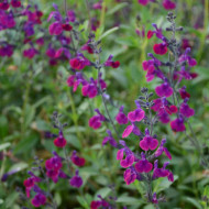 Salvia x jamensis 'Barsal' VIOLETTE DE LOIRE®