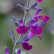 Salvia x jamensis 'Barsal' VIOLETTE DE LOIRE®