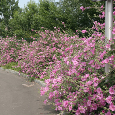 Lavatera 'Bredon Springs'