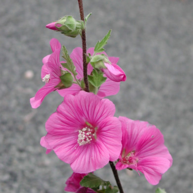 Lavatera 'Bredon Springs'