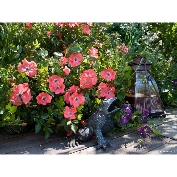 Rosier paysager DECOROSIERS® Isalia®