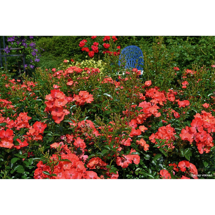Rosier paysager DECOROSIERS® Isalia®
