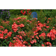 Rosier paysager DECOROSIERS® Isalia®