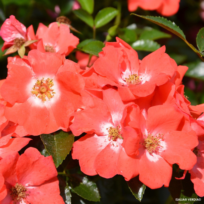 Rosier paysager DECOROSIERS® Isalia®