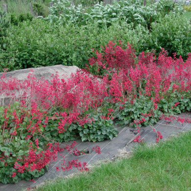 Heuchera sanguinea 'Leuchtkäfer'