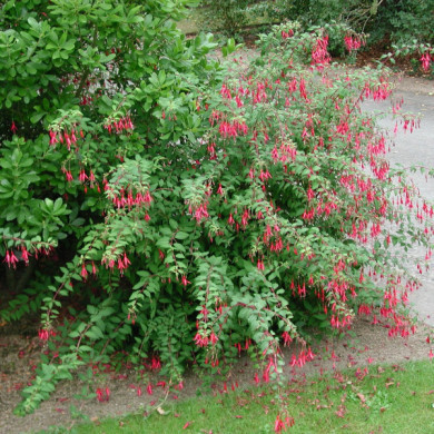 Fuchsia 'Riccartonii'