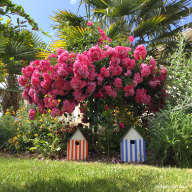 Rosier grimpant Emera® noatraum Decorosiers