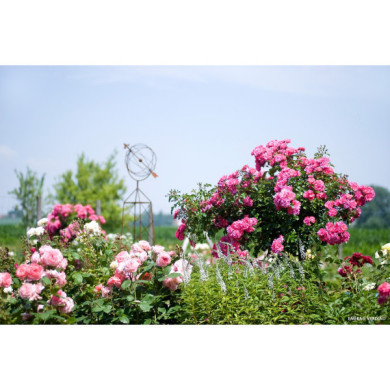 Rosier grimpant Emera® noatraum Decorosiers