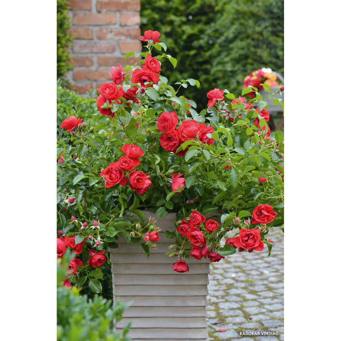 Rosier pleureur DECOROSIERS® Kadora®