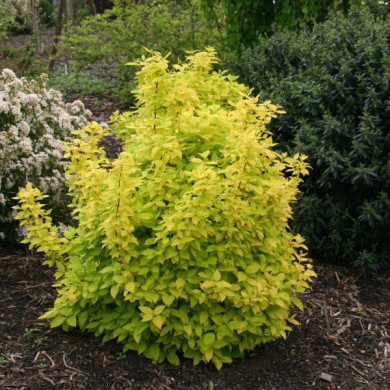 Philadelphus coronarius 'Aureus'