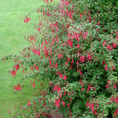 Fuchsia 'Riccartonii'