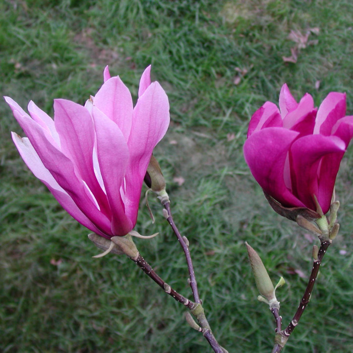 Magnolia 'Susan'