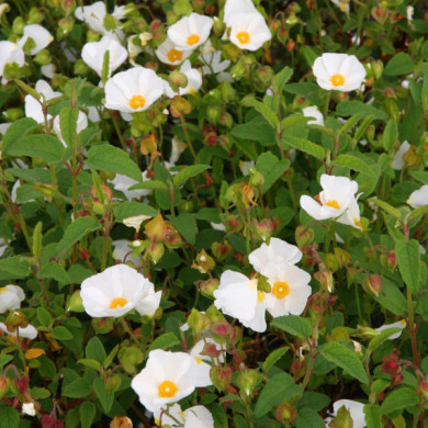 Cistus x hybridus