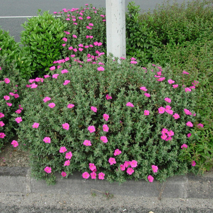 Cistus x pulverulentus 'Sunset'