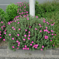 Cistus x pulverulentus 'Sunset'