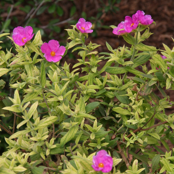 Cistus x pulverulentus 'Sunset'