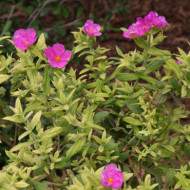 Cistus x pulverulentus 'Sunset'