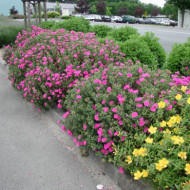 Cistus x pulverulentus 'Sunset'