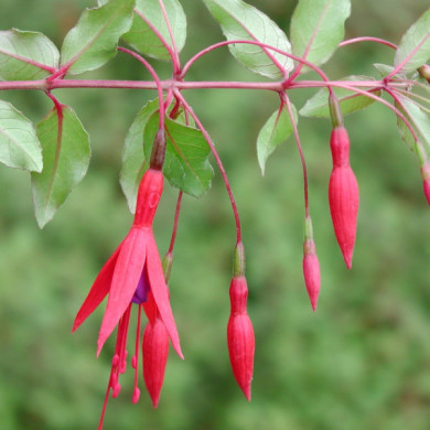 Fuchsia 'Riccartonii'