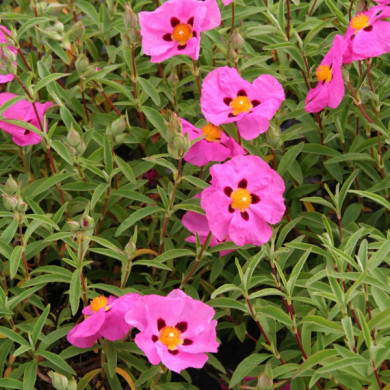 Cistus x purpureus