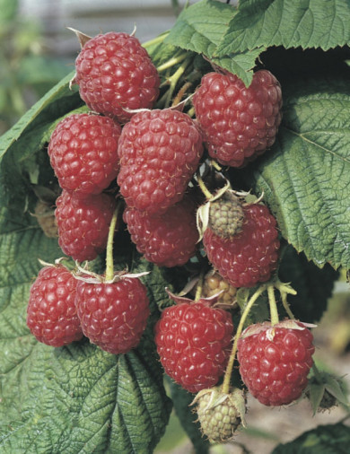 Framboisier 'Zeva'